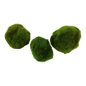 Aegagropila linnaei - blisterpakke