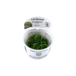 Monosolenium tenerum - 1-2-grow