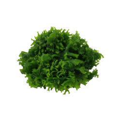 Monosolenium tenerum - 1-2-grow