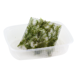 Fissidens fontanus - portion