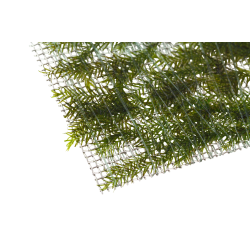 Fissidens fontanus - portion