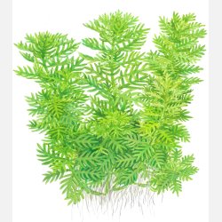 Hottonia palustris - potte