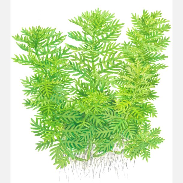 Hottonia palustris - potte