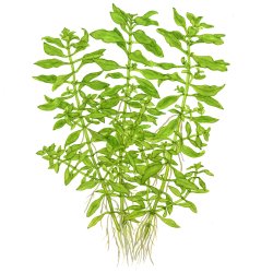 Ludwigia palustris 'Green' - potte