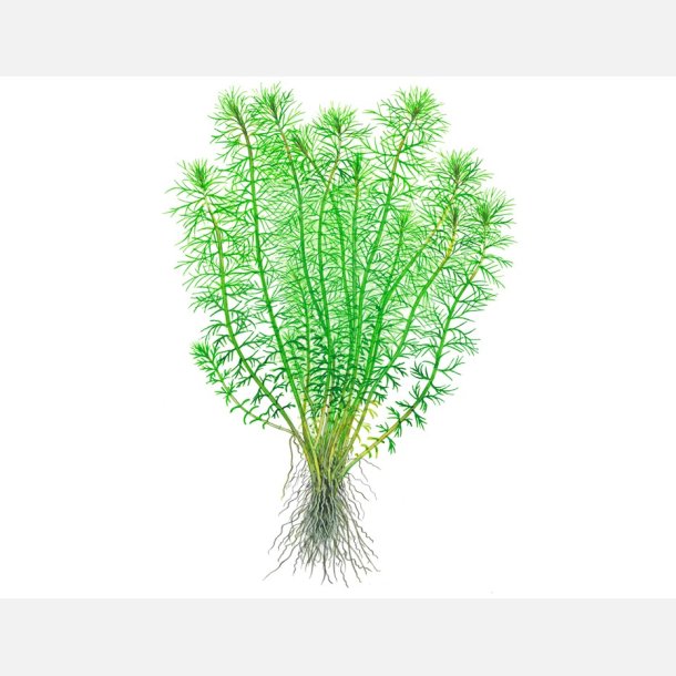 Myriophyllum sp. 'Guyana'  - 1-2-grow