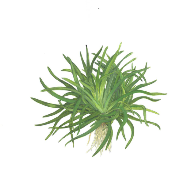 Eriocaulon sp. 'Vietnam' - potte