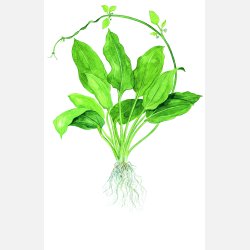 Echinodorus grisebachii 'Bleherae' - XL potte