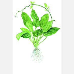 Echinodorus grisebachii 'Bleherae' - XL potte