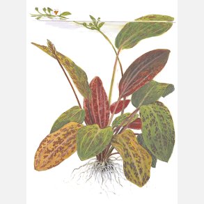 Echinodorus 'Ozelot' - XL potte