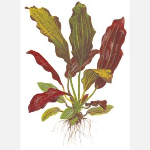 Echinodorus x barthii - XL potte