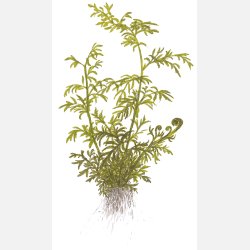 Ceratopteris thalictroides - potte