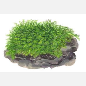 Fissidens fontanus - portion