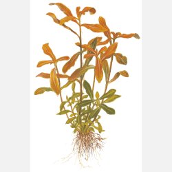 Ammannia crassicaulis - potte