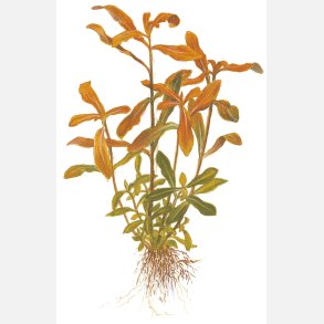 Ammannia crassicaulis - potte