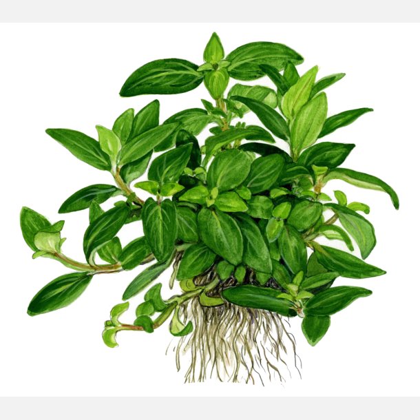 Staurogyne repens - 1-2-grow