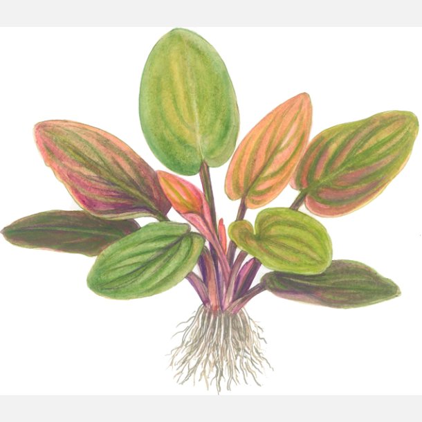 Lagenandra meeboldii 'Red' - potte