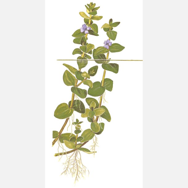 Bacopa caroliniana - potte