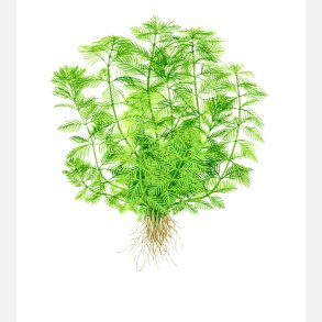 Myriophyllum mattogrossense - potte