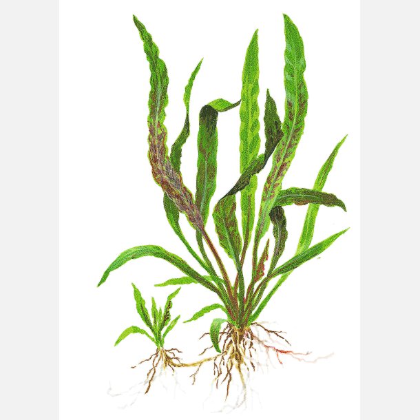 Cryptocoryne albida 'Brown' - potte