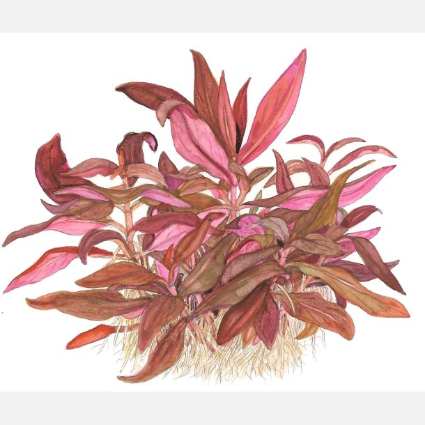 Alternanthera reineckii 'Mini' - 1-2-grow