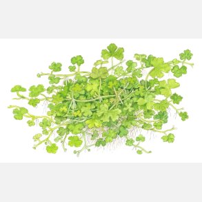 Hydrocotyle tripartita - potte