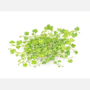 Hydrocotyle tripartita - 1-2-grow