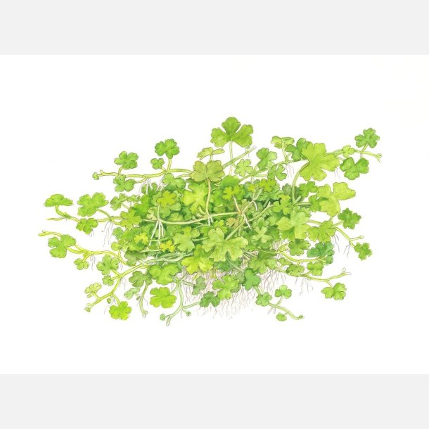 Hydrocotyle tripartita - 1-2-grow