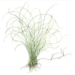 Eleocharis parvula - potte