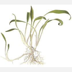 Cryptocoryne parva - potte