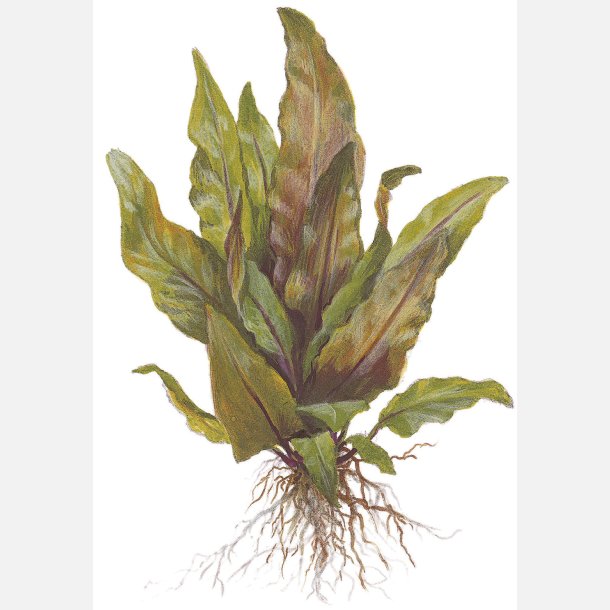 Cryptocoryne undulata 'Broad Leaf' - potte
