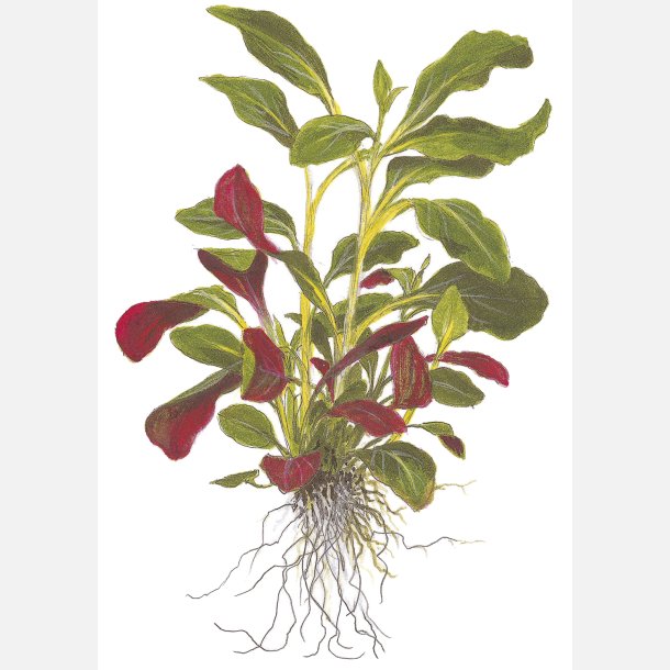 Lobelia cardinalis - potte