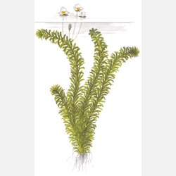 Egeria Densa - bundt i keramikringe