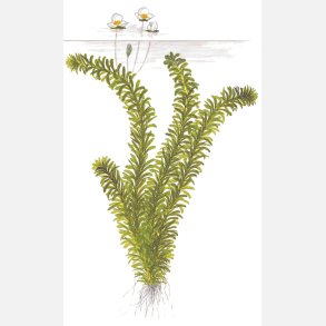 Egeria Densa - bundt i keramikringe