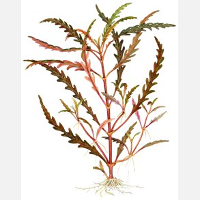 Hygrophila pinnatifida - potte