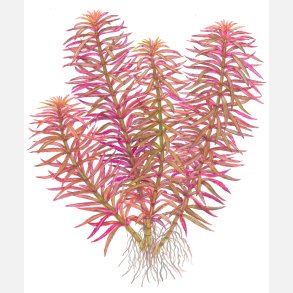 Limnophila hippuridoides - potte