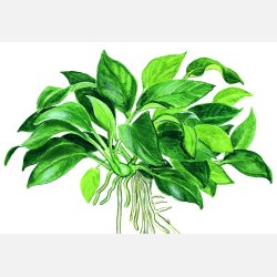 Anubias barteri 'Petite' - potte