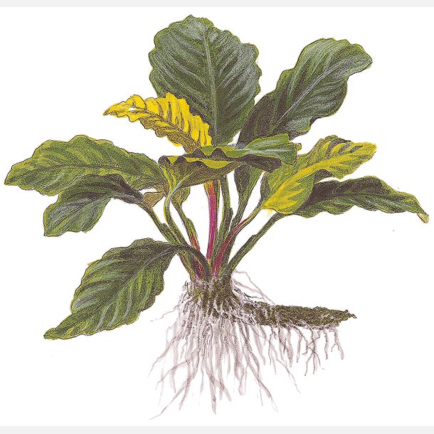 Anubias barteri var. 'Coffeifolia' - potte