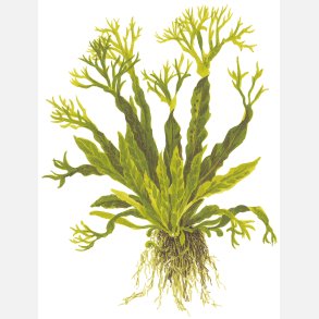 Microsorum pteropus 'Windelv' - potte