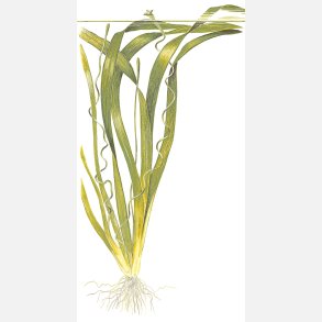 Vallisneria 'Gigantea' - potte