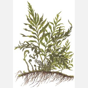 Bolbitis heudelotii  potte