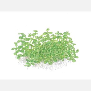 Micranthemum tweediei 'Monte Carlo' - potte