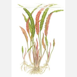 Cryptocoryne usteriana - potte