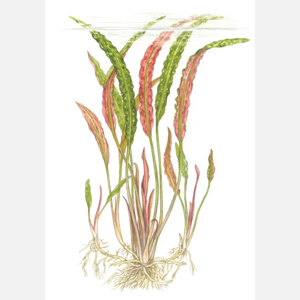 Cryptocoryne usteriana - potte