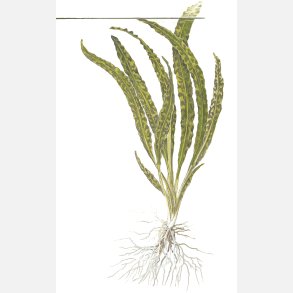 Cryptocoryne crispatula - potte