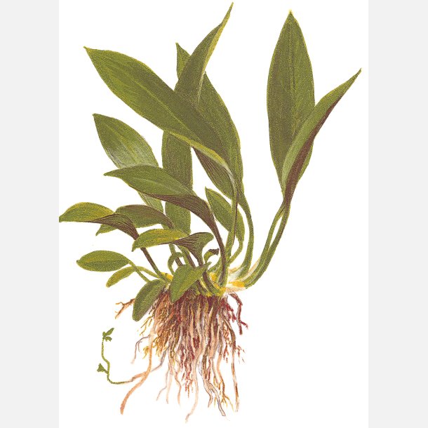 Anubias barteri var. glabra - potte