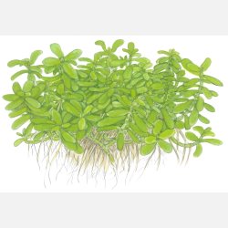Bacopa monnieri 'Compact' - potte