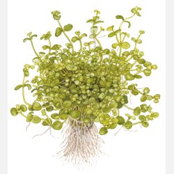 Bacopa australis - potte