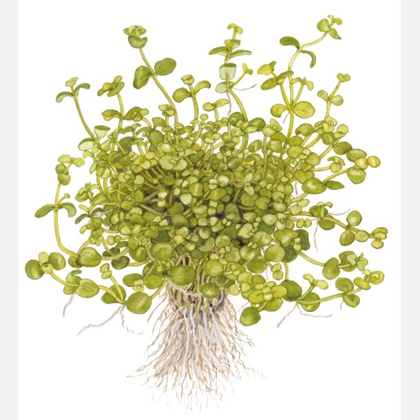 Bacopa australis - potte