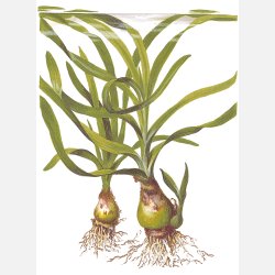 Crinum thaianum - potte