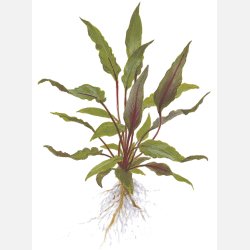 Cryptocoryne beckettii 'Petchii' - potte